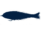 Saltwater Flies