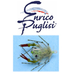 エンリコパグリシ ENRICO PUGLISI 完成品フライまとめ売り28個 Enrico Puglisi Fry 28 Pieces | eBay