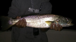 Spring's Whopper Weakfish - TackleDirect