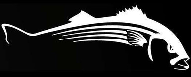 Steelfin Striped Bass Decals - Large White