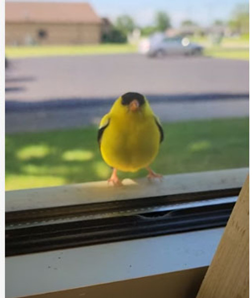 Meet Barry. Our Morning Coffee Visitor