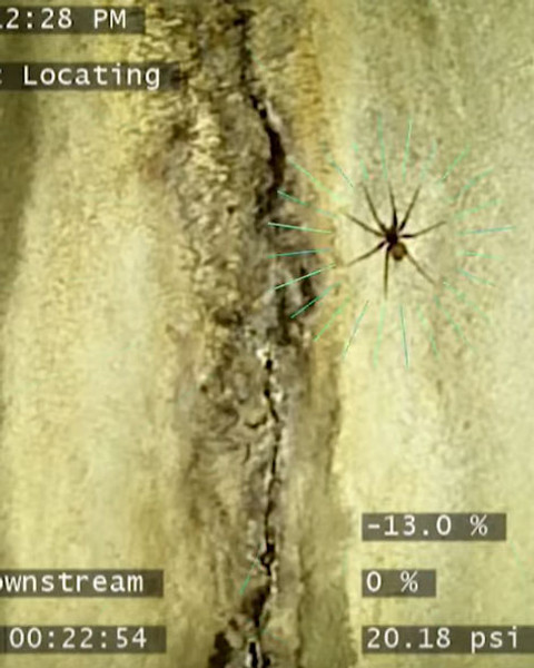 What’s inside your sewer 12? What Kind of Spider is that?