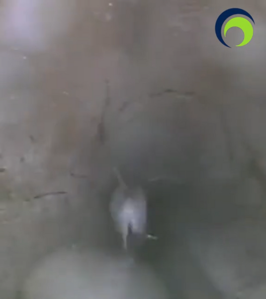 What's inside your sewer 19? Extremely athletic rats are in your sewer.