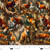 4180-33 Amber || Wilderness Song