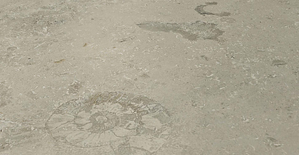 Forte Trella - Wool Matte | Glazed Porcelain