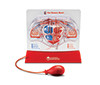 LEARNING RESOURCES 3535 PUMPING HEART MODEL