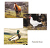 STAGES LEARNING MATERIALS 152 FARM ANIMAL POSTER SET SET OF 10