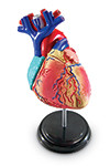 LEARNING RESOURCES 3334 MODEL HEART ANATOMY