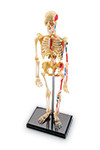 LEARNING RESOURCES 3337 MODEL SKELETON