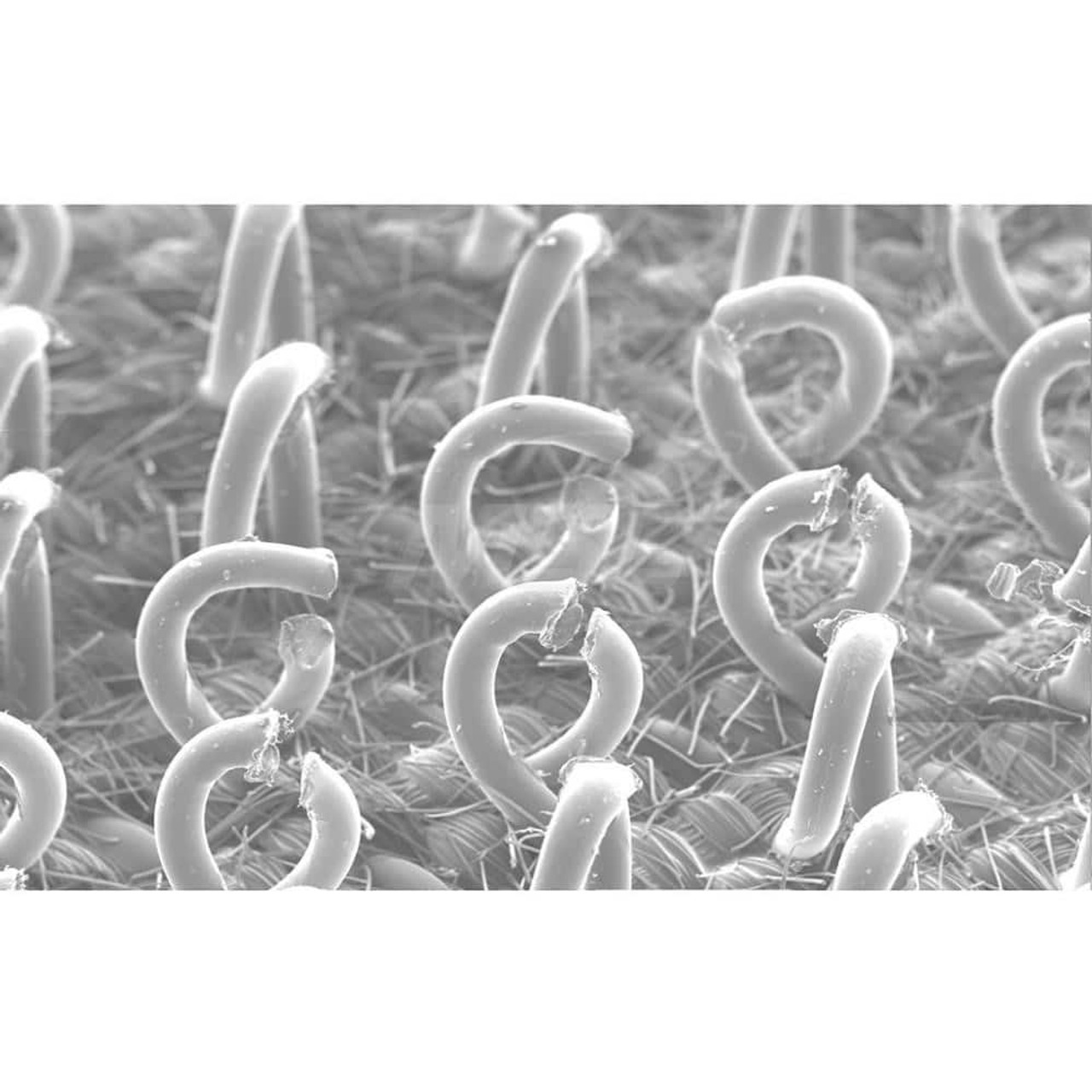 3M 7100114589 3M(TM) CLEAN SANDING PAD HOOK SAVER 2832