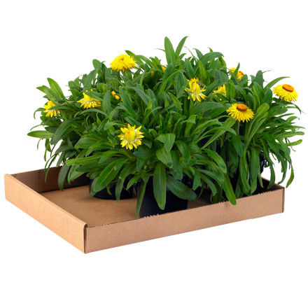 BOX PARTNERS 24122CT CORRUGATED TRAYS, 24" X 12" X 1 3/4"