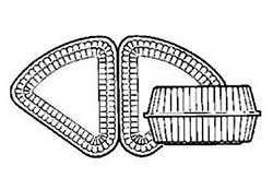 PACTIV 0CI890190000 CONT 3" PIE HINGED PLAS CLR