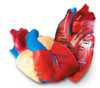 LEARNING RESOURCES 1902 HUMAN HEART CROSSSECTION MODEL