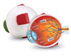 LEARNING RESOURCES 1907 CROSS-SECTION EYE MODEL