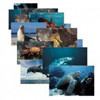 STAGES LEARNING MATERIALS 157 SEA LIFE 14 POSTER CARDS