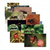 STAGES LEARNING MATERIALS 158 INSECTS 14 POSTER CARDS