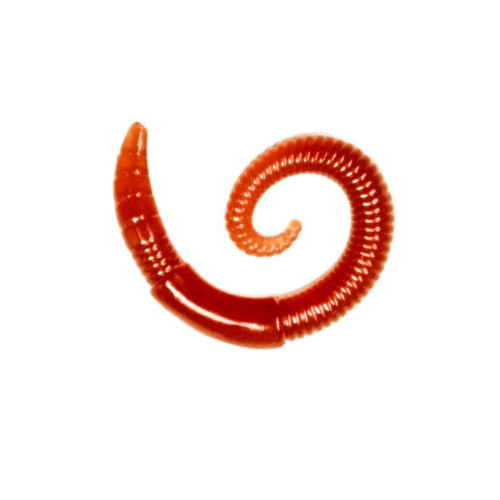 LUNKERHUNT RIVER WORM 2"  GARDEN WORM