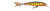 RAPALA X-RAP 08 HOT MUSTARD MUDDLER