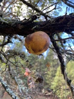 How Oak Galls Assist Mordants for Natural Dyes