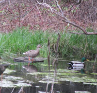 Of spring and returning mallards Of spring and returning mallards