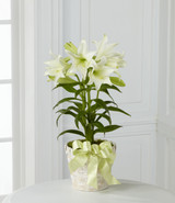 The Meaning and Significance of Easter Lily Flowers