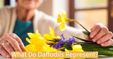 What Do Daffodils Represent?