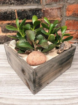Father’s Day Plants: Gifts Dad will Love