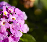 The Many Benefits of Getting Flowers for Your Anniversary