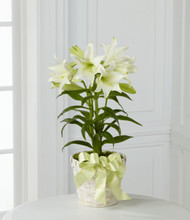 The Meaning and Significance of Easter Lily Flowers