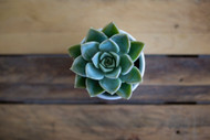 The Rise in Popularity of Succulents and Cactus