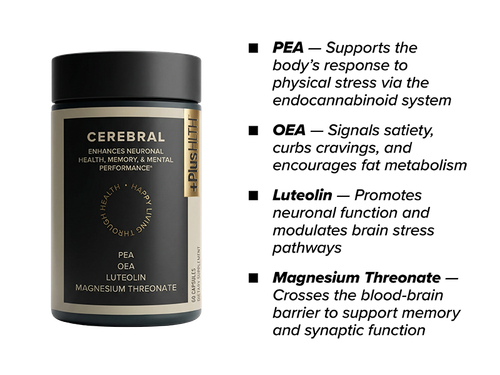 +PlusHLTH Cerebral Cognitive Support, PEA + OEA + Luteolin, 60 Capsules