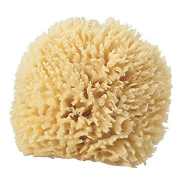 Sea Sponge