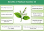 Patchouli Essential Oil
