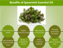 Spearmint Essential Oil