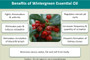 Wintergreen Essential Oil