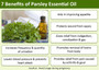 Parsley Essential Oil