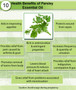 Parsley Essential Oil
