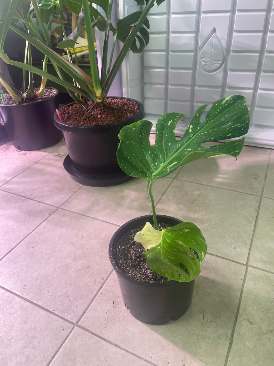  Thai Constellation Monstera - Live Plant in a 4 Inch