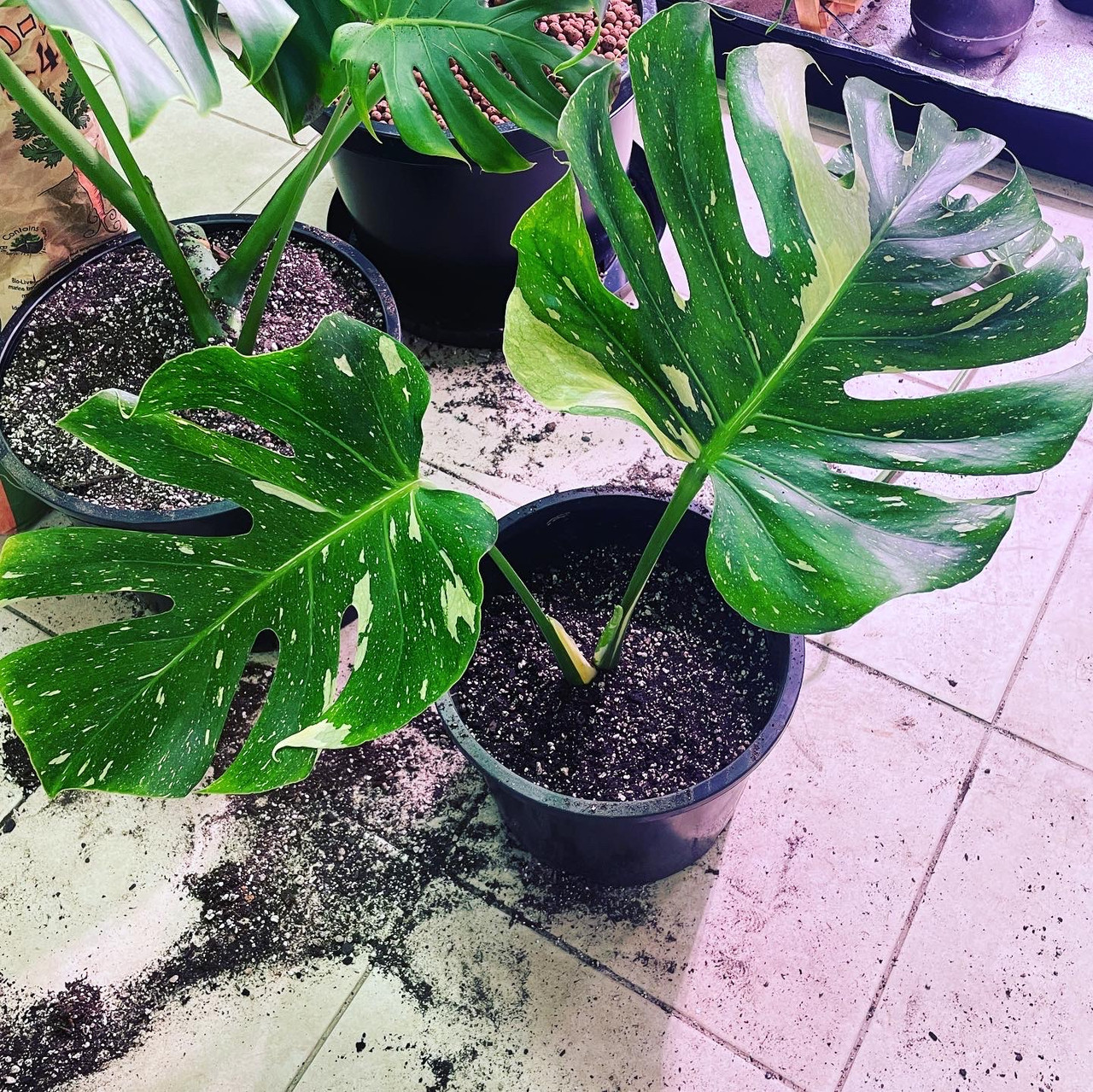 Thai Constellation Monstera - Live Plant in a 4 Inch Nursery Pot - Monstera  deliciosa 'Thai Constellation' - Extremely Rare Indoor Houseplant