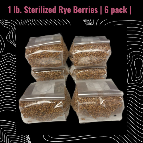 6 PACK RYE SUBSTRATE BAGS The image showcases a close-up view of our premium 1 lb Rye Berries, carefully prepared for optimal mushroom cultivation. The rye berries are rich in nutrients, providing an ideal substrate for vigorous mycelial growth.

The image highlights the natural texture and color of the rye berries, emphasizing their high quality. The berries are uniform in size, creating a visually appealing arrangement. This attention to detail ensures consistent performance and reliable results for mushroom cultivators.

The vibrant image showcases the versatility of our rye berries, suitable for a wide range of popular mushroom species. From oyster mushrooms to shiitake and lion's mane, these rye berries offer a nutrient-rich foundation for robust mushroom yields.

The product packaging is visible in the image, featuring clear labeling that includes the product name, weight (1 lb), and key benefits. The packaging reflects the professionalism and attention to detail associated with our brand.

The image captures the sterile and clean appearance of the rye berries, conveying the product's quality and suitability for sterile cultivation environments. This visual reassurance is important for mushroom cultivators looking for contamination-free substrates.

Overall, the image description emphasizes the visual appeal, versatility, and premium quality of our 1 lb Rye Berries, aligning with popular search terms on Google. It aims to attract organic search traffic by providing a clear representation of the product's attributes, ultimately encouraging users to choose our rye berries for successful mushroom cultivation.