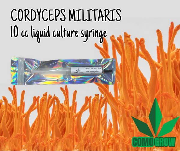 cordyceps militaris 10 cc liquid culture syringe
