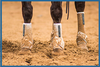 THE ICONOCLAST®  DIFFERENCE

The Iconoclast® Orthopedic Support Boot has absolutely REVOLUTIONIZED equine leg support. Iconoclast® Boots are specifically designed to support and protect the suspensory and sesamoidial regions by providing 360-degree support of the equine leg. Never has this method of support been provided for the equine athlete through a strap on, non-restrictive device.

 

Our entire line of Iconoclast® Boots were designed by horse trainers and leading veterinarians who were unsatisfied with the performance of every other equine boot in the market place. The equine leg needs support and protection against the daily rigors of extreme physical activities and there has not been a boot that adequately meets both of those demands until now. THAT IS THE ICONOCLAST® DIFFERENCE!

