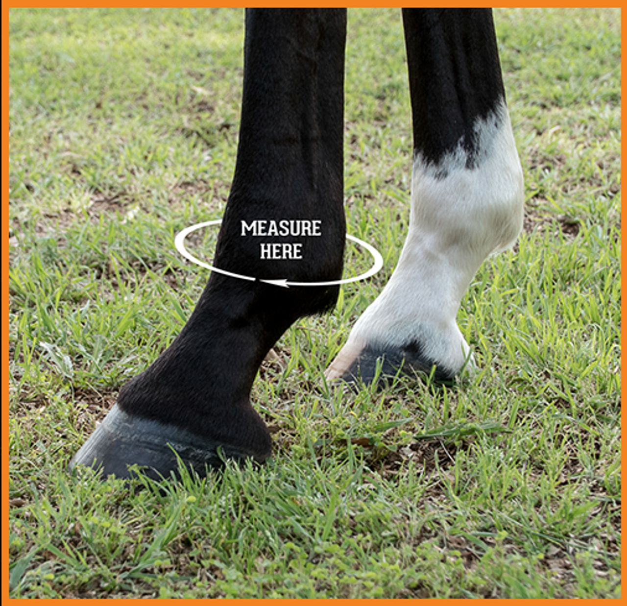The sizing chart below is appropriate for all Iconoclast® Orthopedic and Rehabilitation Boots.

We recommend using a soft tape measure. If you do not have a soft tape measure you can use something like string, wrap it around the fetlock, mark where the end meets the rest of the string and then simply lay it flat next to a tape measure, ruler or yard stick to get your measurement.

Be sure to measure both the FRONT & BACK fetlocks as they are often different sizes. Customers regularly order boots in one size for the front legs and a different size for the hind legs.