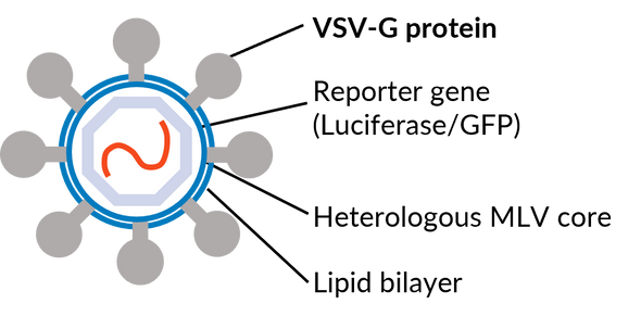 VSV with MLV RVPs can be used as a neutralization control with nearly all target cells including our transgenic ACE2 cells
