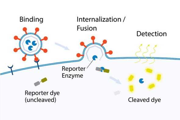 Diagram of the binding of Influenza A, H5N1 Vietnam/1194/2004 Ready Reporter Virus™ particles on a target cell