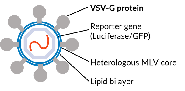 VSV with MLV RVPs can be used as a neutralization control with nearly all target cells including our transgenic ACE2 cells