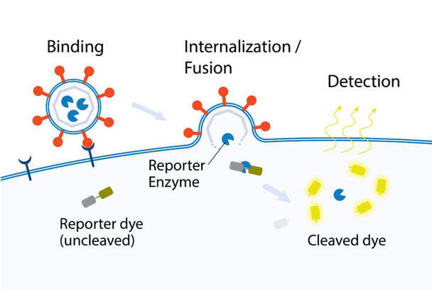 Diagram of the binding of VSV Ready Reporter Virus™ particles on a target cell