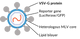 VSV with MLV RVPs can be used as a neutralization control with nearly all target cells including our transgenic ACE2 cells