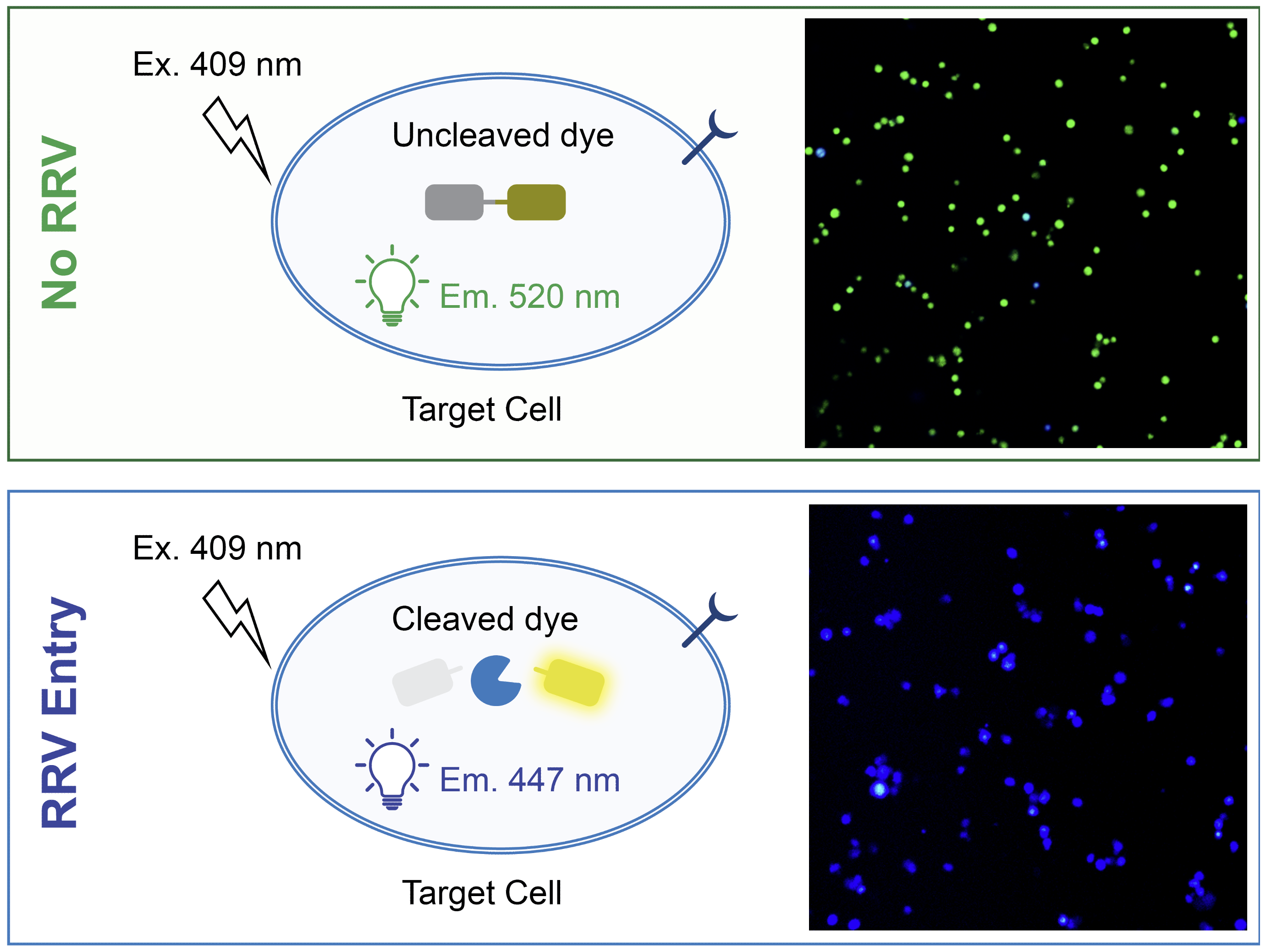 Upon excitation at 409 nm, target cells with no RRV entry (uncleaved dye) emit at 520 nm, while target cells with RRV entry (cleaved dye) emit at 447 nm.