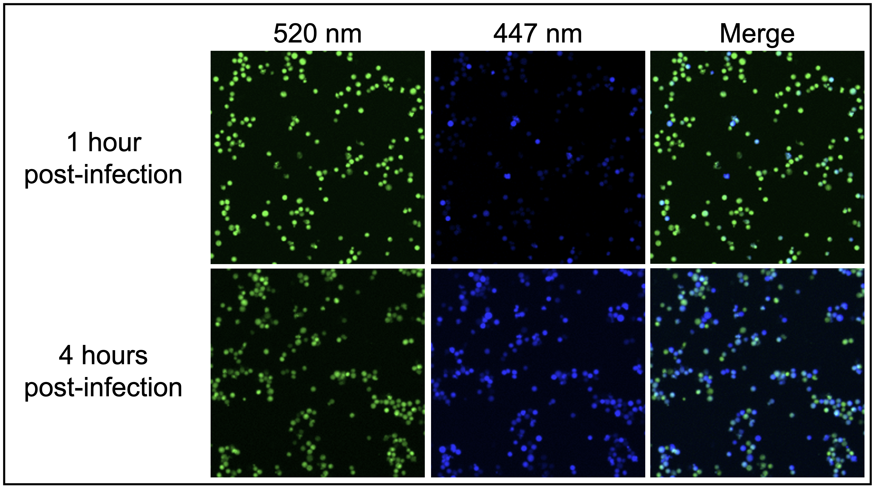 One hour after RRV particle infection, target cells show fluorescence mainly at 520 nm with some signal at 447 nm. Four hours post-infection, cells show strong fluorescence at both 520 nm and 447 nm, representing uncleaved and cleaved dye, respectively.